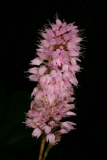 Polygonum bistorta RCP7-07 016.jpg